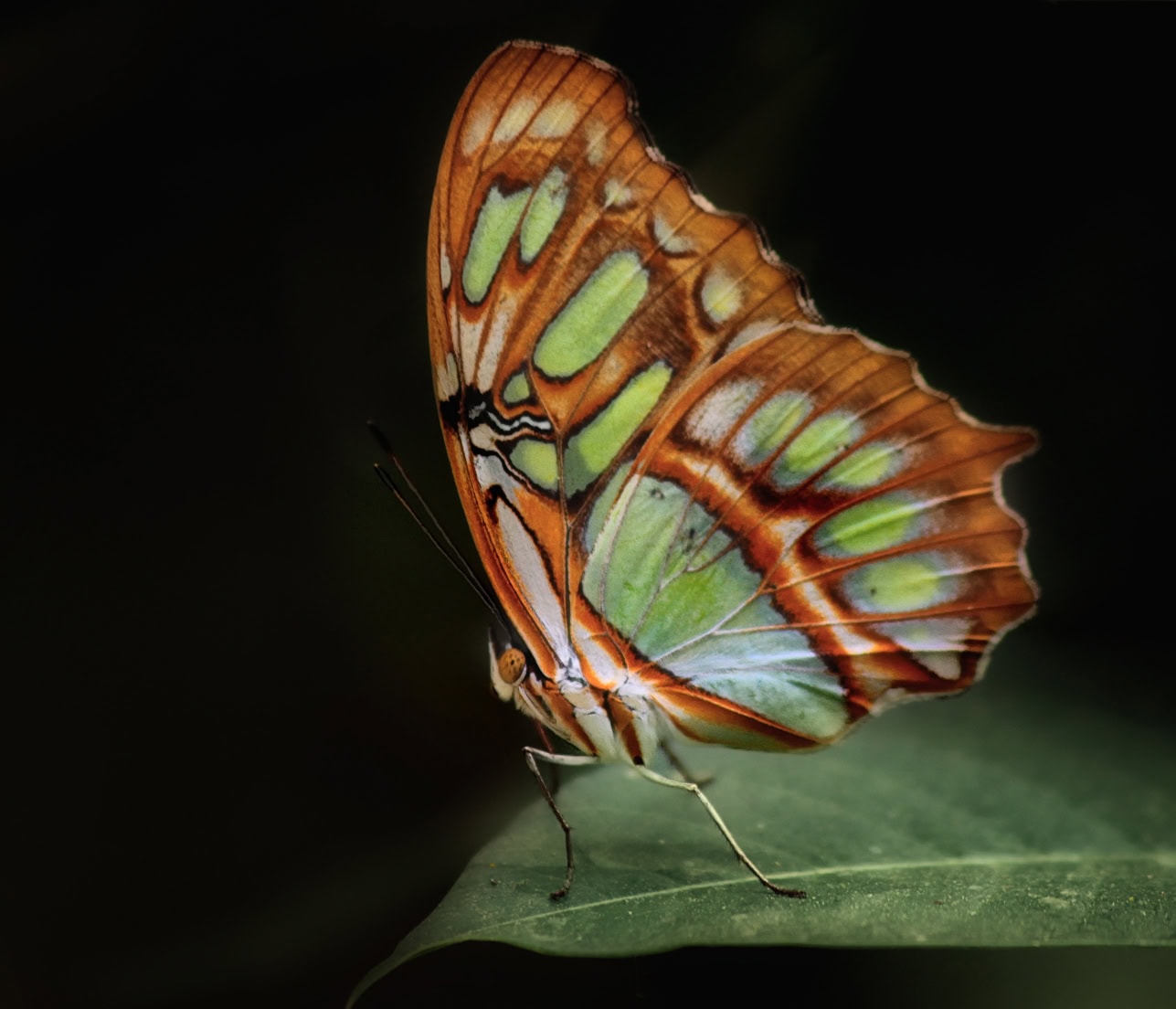 don bullens butterfly photograph