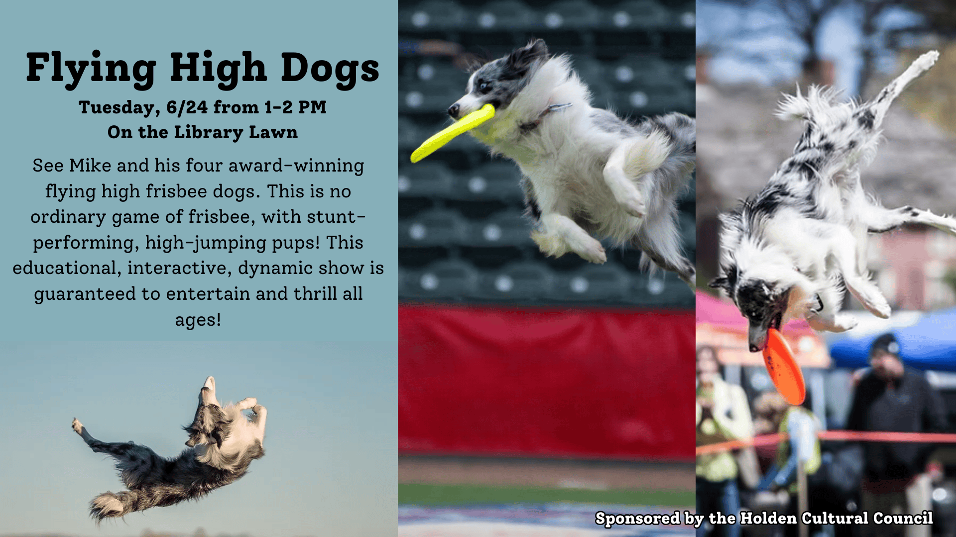 june flying high dogs